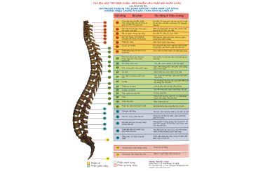 CHI TIẾT CỘT SỐNG TÁC ĐỘNG ĐẾN DÂY THẦN KINH